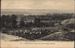 Horse Ranch. Elbow River Postcard