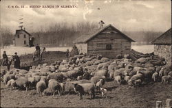 Sheep Ranch in Alberta Canada Postcard Postcard