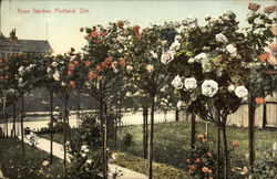 Rose Garden Postcard