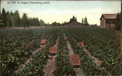 An Oregon Strawberry Patch Postcard Postcard