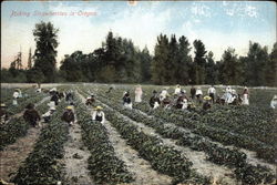 Picking Strawberries in Oregon Postcard