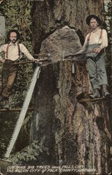 Cutting Big Trees Near Falls City Oregon Postcard Postcard