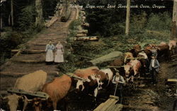 Hauling Logs over Skid Road with Oxen Oregon Postcard Postcard