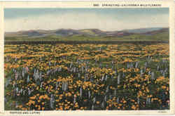 Springtime California Wild Flowers Postcard Postcard