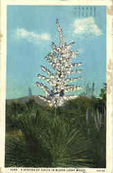 A Species Of Yucca In Bloom (Soap Weed) Cactus & Desert Plants Postcard Postcard