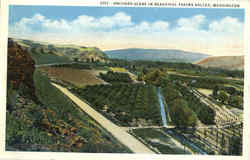 Orchard Scene In Beautiful Yakima Valley Postcard