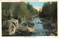 Greetings Fron The Pine Tree State Postcard