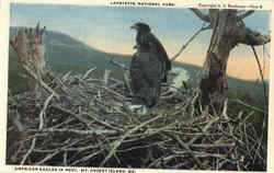 American Eagles In Nest, Lafayette National Park Mount Desert Island, ME Acadia National Park Postcard Postcard