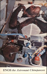 Enos the Astronaut Chimpanzee Monkeys Postcard Postcard