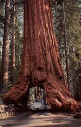 Wawona Tree Yosemite National Park, CA Postcard Postcard