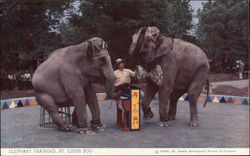 Elephant Training at St. Louis Zoo Missouri Postcard Postcard