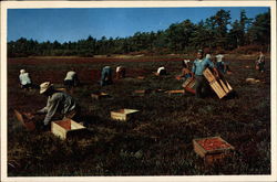 Cranberry Picking Time Cape Cod, MA Postcard Postcard