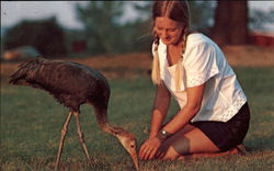 International Crane Foundation Postcard