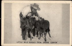 Little Wild Horses from Grand Canyon Postcard Postcard