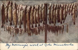 Fish Hanging on Wires Postcard