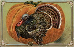 Thanksgiving Greetings - Turkey Postcard