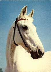 White Horse Postcard