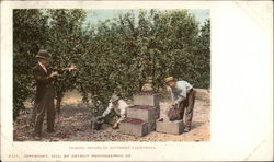 Picking Prunes in Southern California Postcard