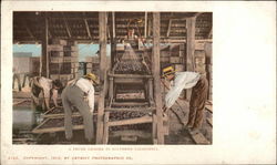 A Prune Grader in Southern California Postcard