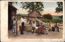 Weighing Cotton Black Americana Postcard Postcard