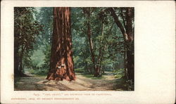 "Gen. Grant," Big Redwood Tree of California Postcard