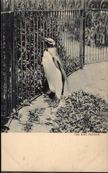 The King Penguin Birds Postcard Postcard