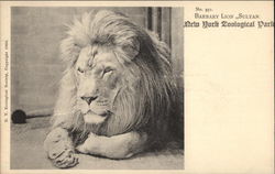 Barbary Lion, Sultan, New York Zoological Park Postcard Postcard