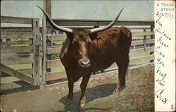 A Texas Steer Postcard