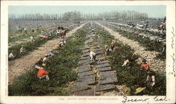 Drying Raisin Grapes Postcard