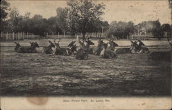 Deer, Forest Park Postcard