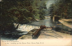 Looking Up the Bronx River, Bronx Park Postcard