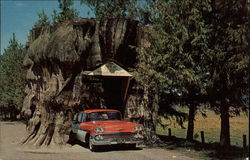 Giant Cedar Stump on Highway 99 Postcard