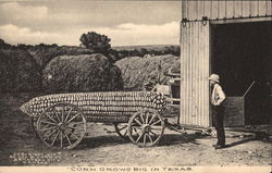 Corn Grows Big in Texas Postcard