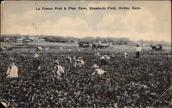 La France Fruit & Plant Farm, Strawberry Field Holton, KS Postcard Postcard