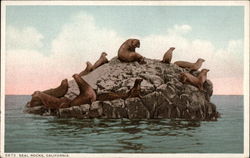 Seal Rocks Postcard