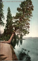 Leaning Tree at Lake Tahoe Postcard