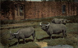 Native Carabaos Philippines Southeast Asia Postcard Postcard