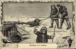 Hauling In a Walrus Postcard