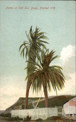 Palms at Old San Diego, Planted 1769 Postcard