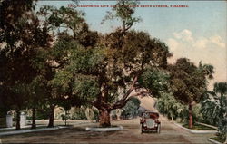 California Live Oak on Orange Grove Avenue Pasadena, CA Postcard Postcard