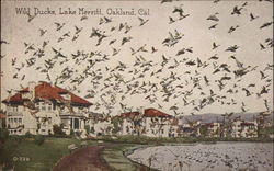 Wild Ducks - Lake Merritt Oakland, CA Postcard Postcard