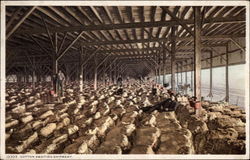 Cotton Awaiting Shipment Postcard