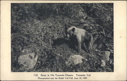 Bruin in His Yosemite Haunts California Yosemite National Park Postcard Postcard