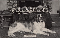 Litter of Saint Bernard Puppies Postcard