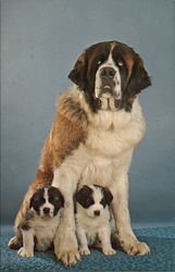 Purebred St. Bernard Postcard