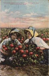 Growing Buckbee's Famous Beefsteak Tomatoes for Seed Advertising Postcard Postcard