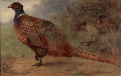 Pheasant Postcard