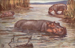 Hippopotamus Postcard