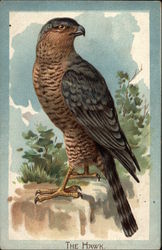 The Hawk Birds Postcard Postcard