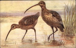 Curlew Postcard